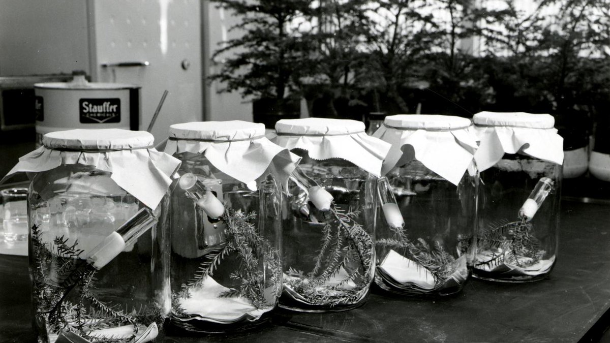 A batch of sealed sample vessels prepared and processed together as one run — the batch identity of a lyophilization cycle; a Lyorun feature by Panacea Bio Chem and Bogdan Dicoias